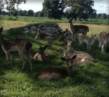 Drive Through Safari Park, Zoo, Tennessee Safari Park ...