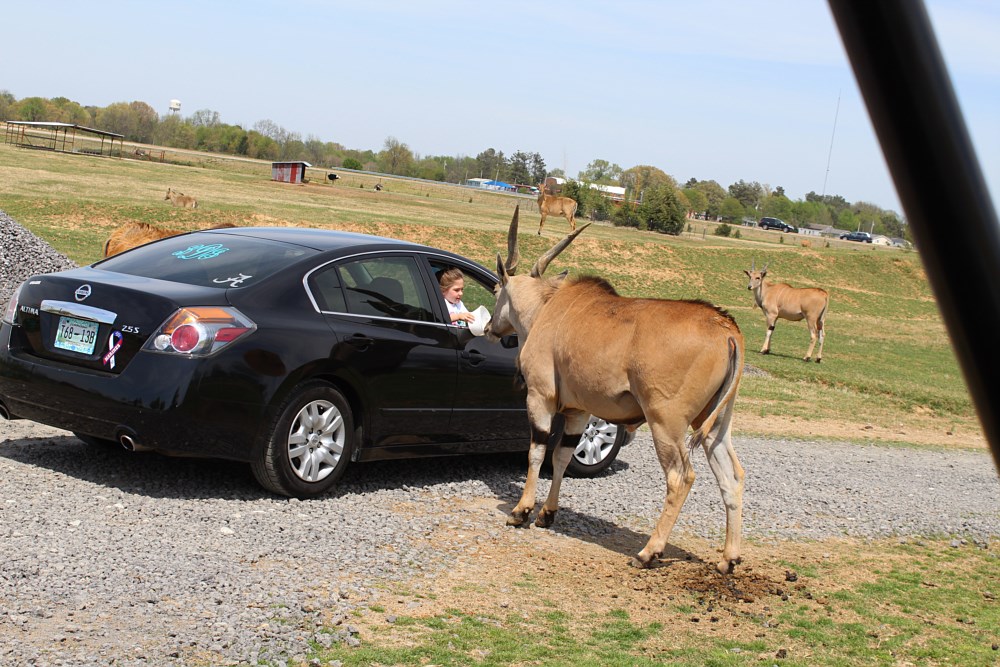 safari park drive in alamo tn