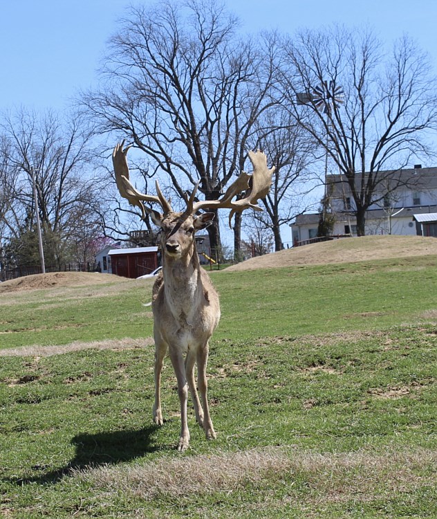 alamo safari park tn