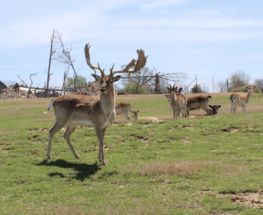 tn safari park alamo tn