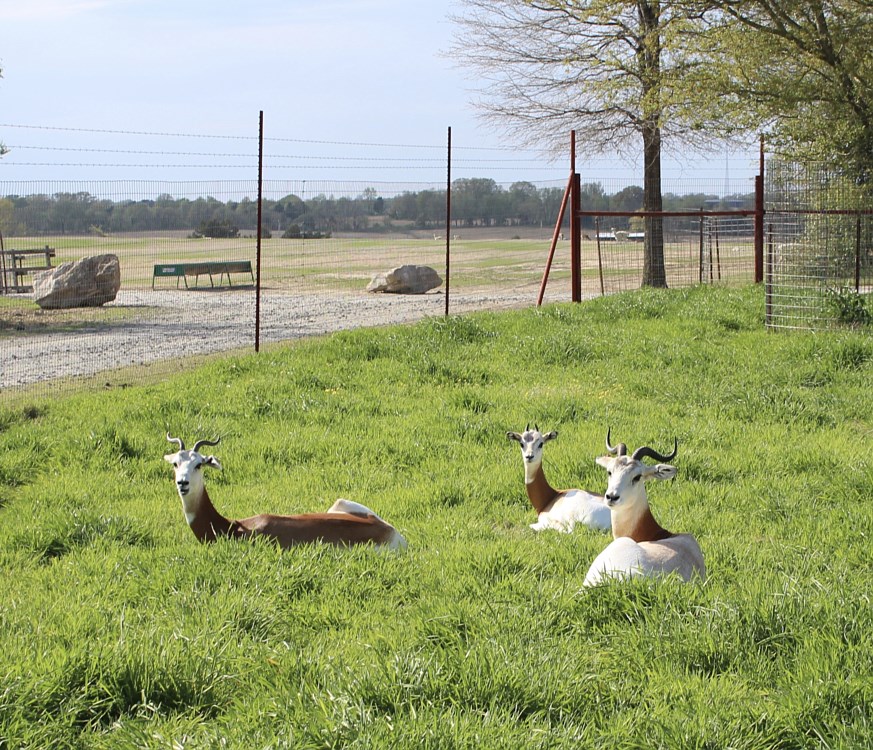 alamo safari park tn