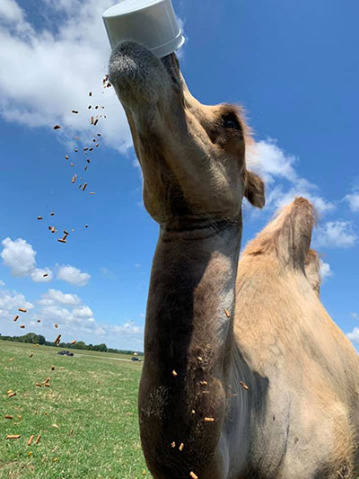 safari park adult ticket